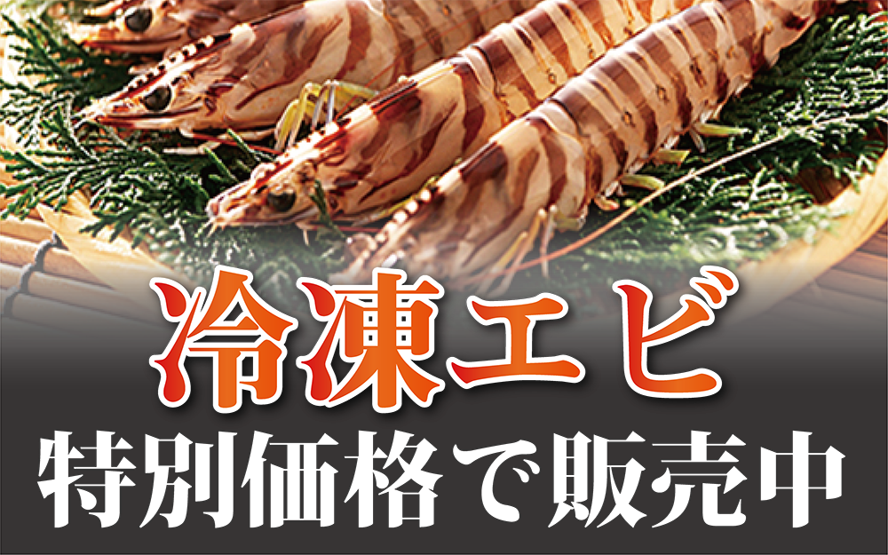 お歳暮に活き車海老